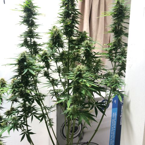 Gorilla Glue - CNB growlog timeline photo