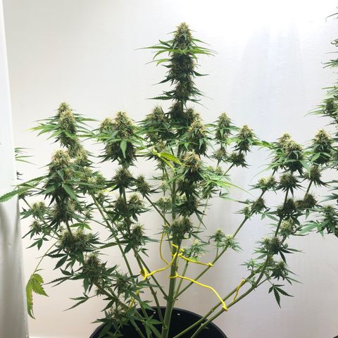 Gorilla Glue - CNB growlog timeline photo