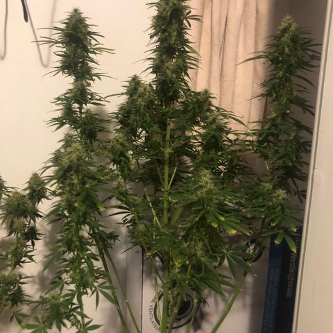 Gorilla Glue - CNB growlog timeline photo