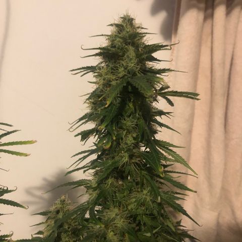 Gorilla Glue - CNB growlog timeline photo