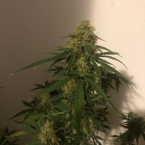 Gorilla Glue - CNB growlog timeline photo