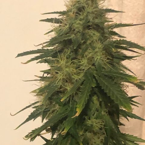 Gorilla Glue - CNB growlog timeline photo
