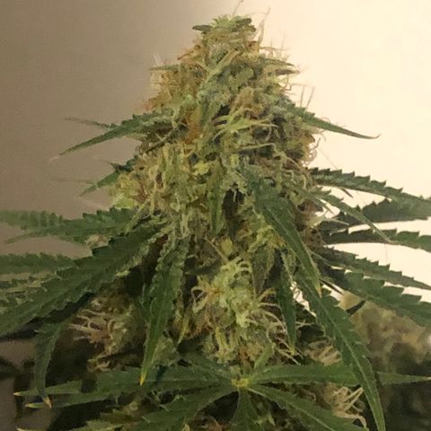 Gorilla Glue - CNB growlog timeline photo