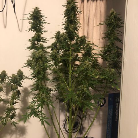Gorilla Glue - CNB growlog timeline photo