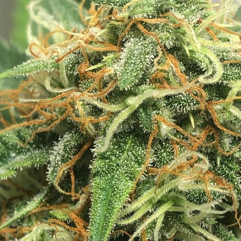 Gorilla Glue - CNB growlog timeline photo