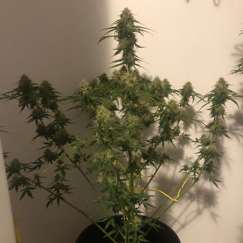 Gorilla Glue - CNB growlog timeline photo