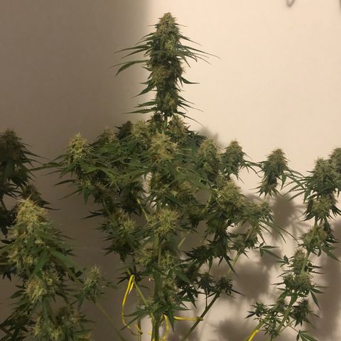 Gorilla Glue - CNB growlog timeline photo