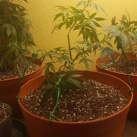 mango sapphire growlog photo: LST 