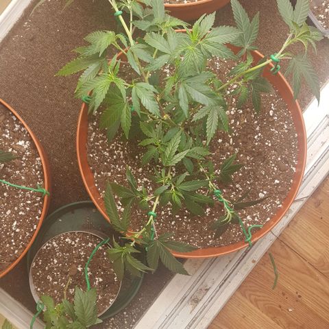 mango sapphire growlog photo: LST 
