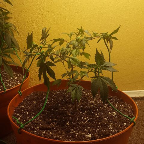 Gorilla Breath growlog timeline photo