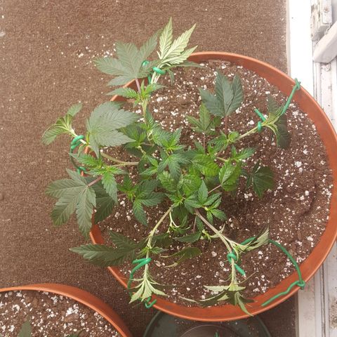 Gorilla Breath growlog timeline photo