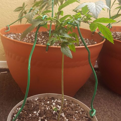 purple punch growlog timeline photo
