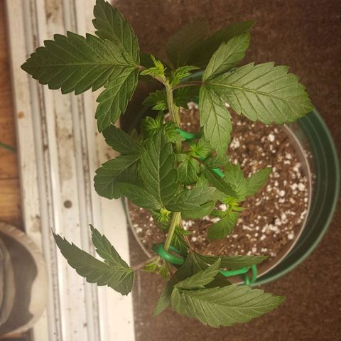 purple punch growlog timeline photo