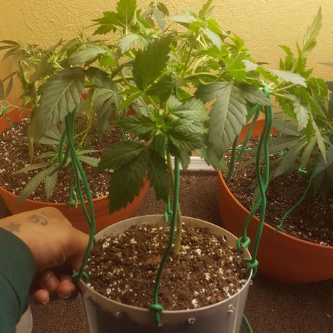 purple punch growlog timeline photo