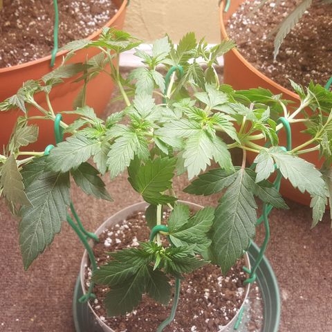 purple punch growlog timeline photo