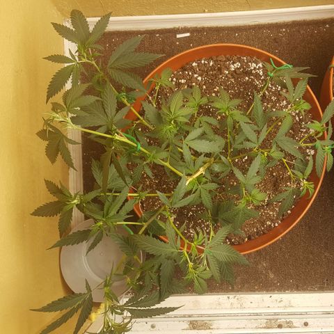 mango sapphire growlog timeline photo