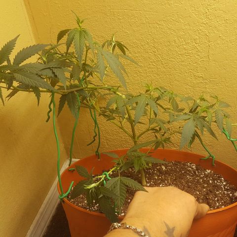 mango sapphire growlog timeline photo