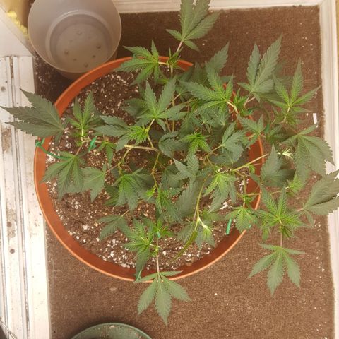 Gorilla Breath growlog timeline photo