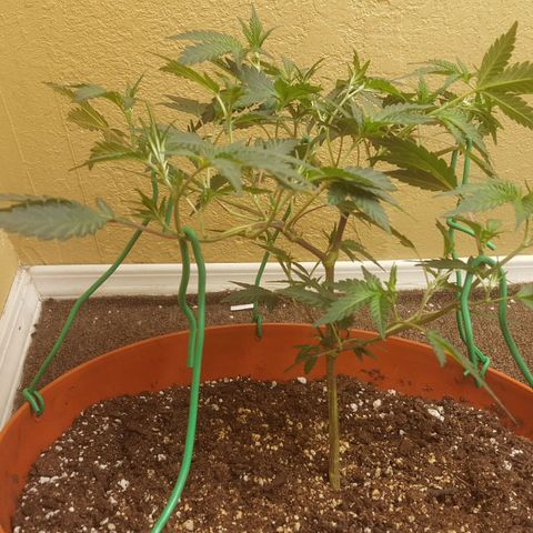 Gorilla Breath growlog timeline photo