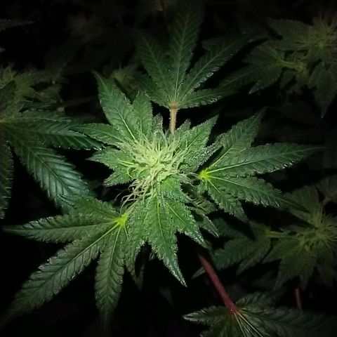 Gorilla Breath growlog photo: Enjoy my friends.