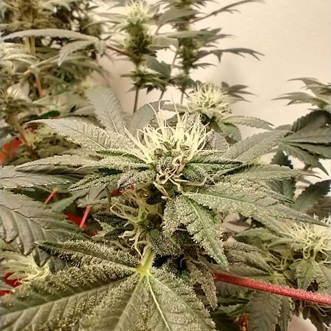 Gorilla Breath growlog photo: Enjoy my friends.