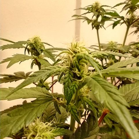 purple punch growlog timeline photo