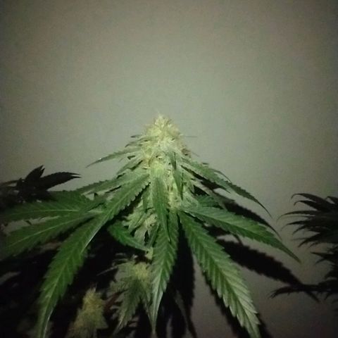 mango sapphire growlog photo: Omg the smell!