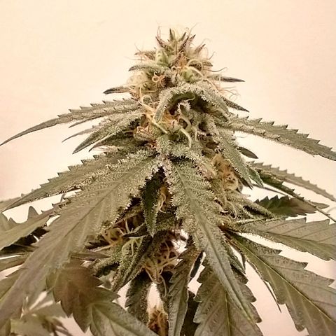 mango sapphire growlog photo: Omg the smell!