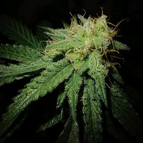 mango sapphire growlog photo: Omg the smell!