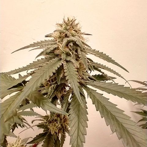 mango sapphire growlog photo: Omg the smell!