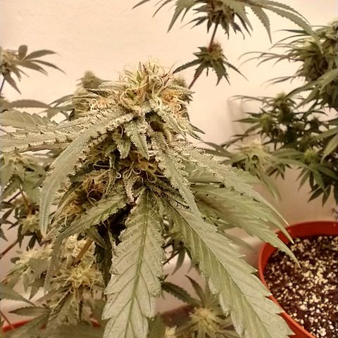 mango sapphire growlog photo: Omg the smell!