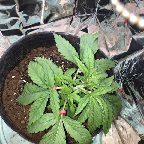 Regular Seeds growlog timeline photo