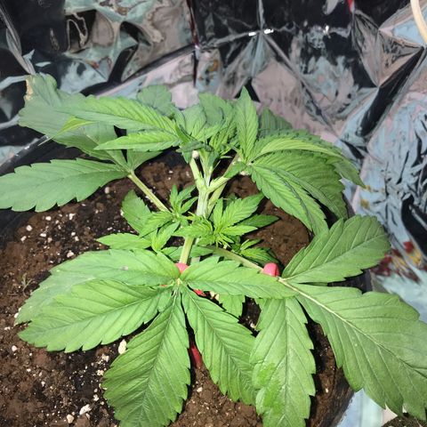 Regular Seeds growlog timeline photo
