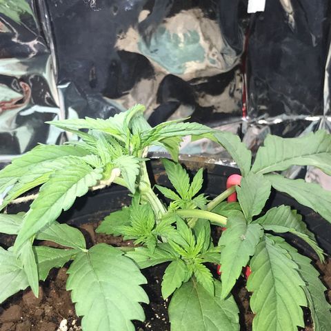 Regular Seeds growlog timeline photo