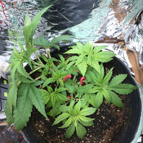 Regular Seeds growlog timeline photo