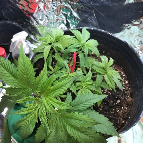 Regular Seeds growlog timeline photo