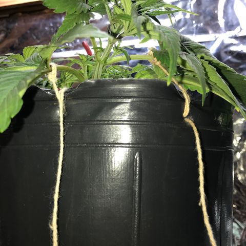 Regular Seeds growlog timeline photo