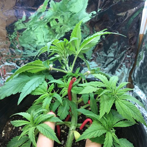 Regular Seeds growlog timeline photo