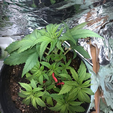 Regular Seeds growlog timeline photo