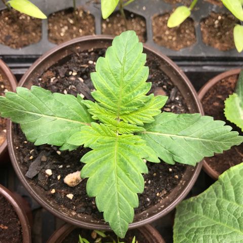 Granddaddy purple growlog timeline photo