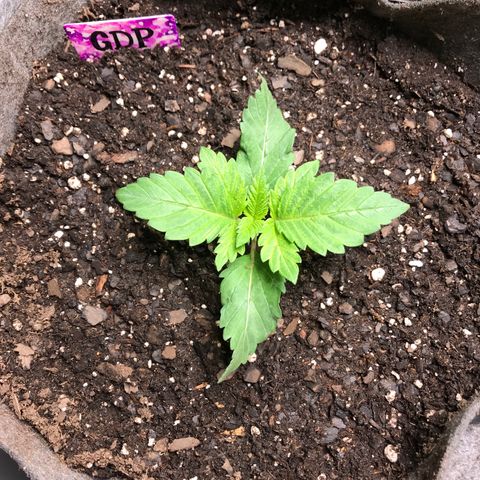 Granddaddy purple growlog timeline photo