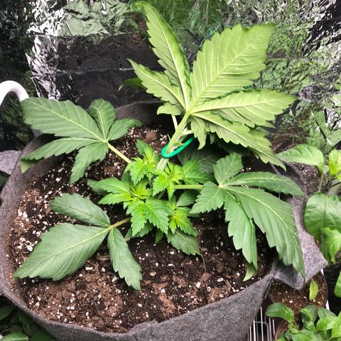 Granddaddy purple growlog timeline photo