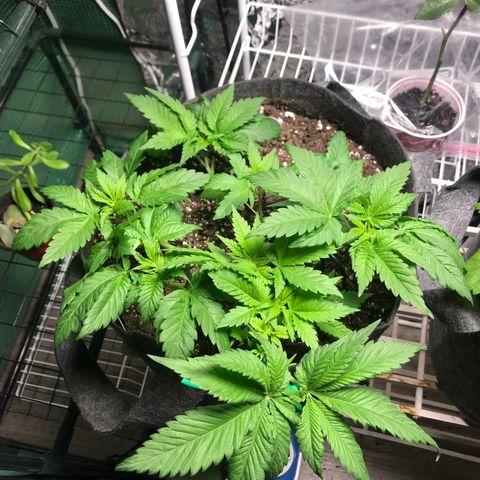 Granddaddy purple growlog timeline photo