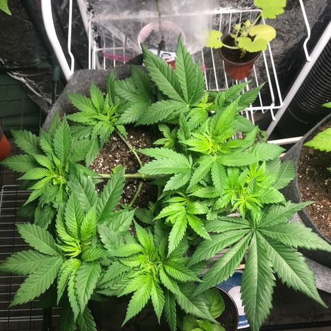 Granddaddy purple growlog timeline photo