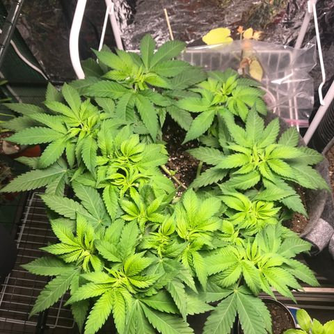 Granddaddy purple growlog timeline photo