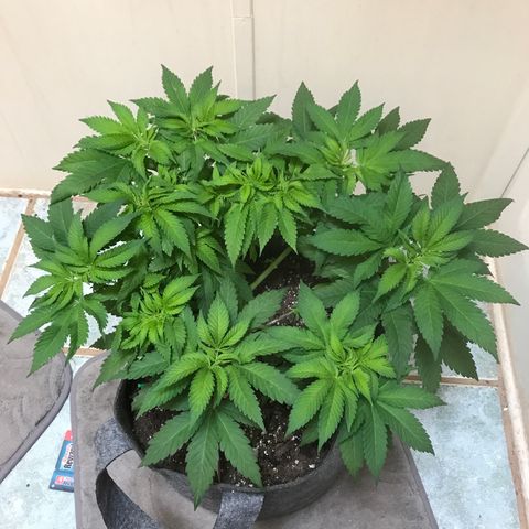 Granddaddy purple growlog timeline photo