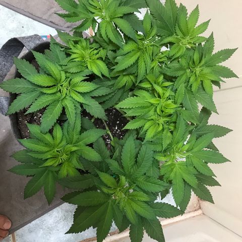 Granddaddy purple growlog timeline photo