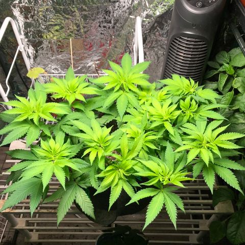 Granddaddy purple growlog timeline photo