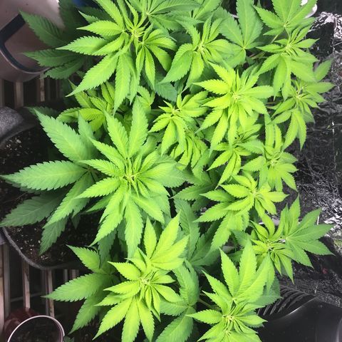 Granddaddy purple growlog timeline photo
