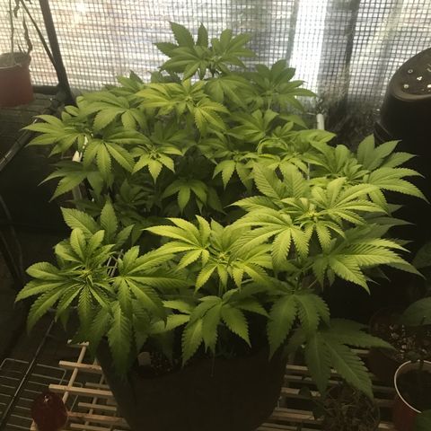 Granddaddy purple growlog timeline photo